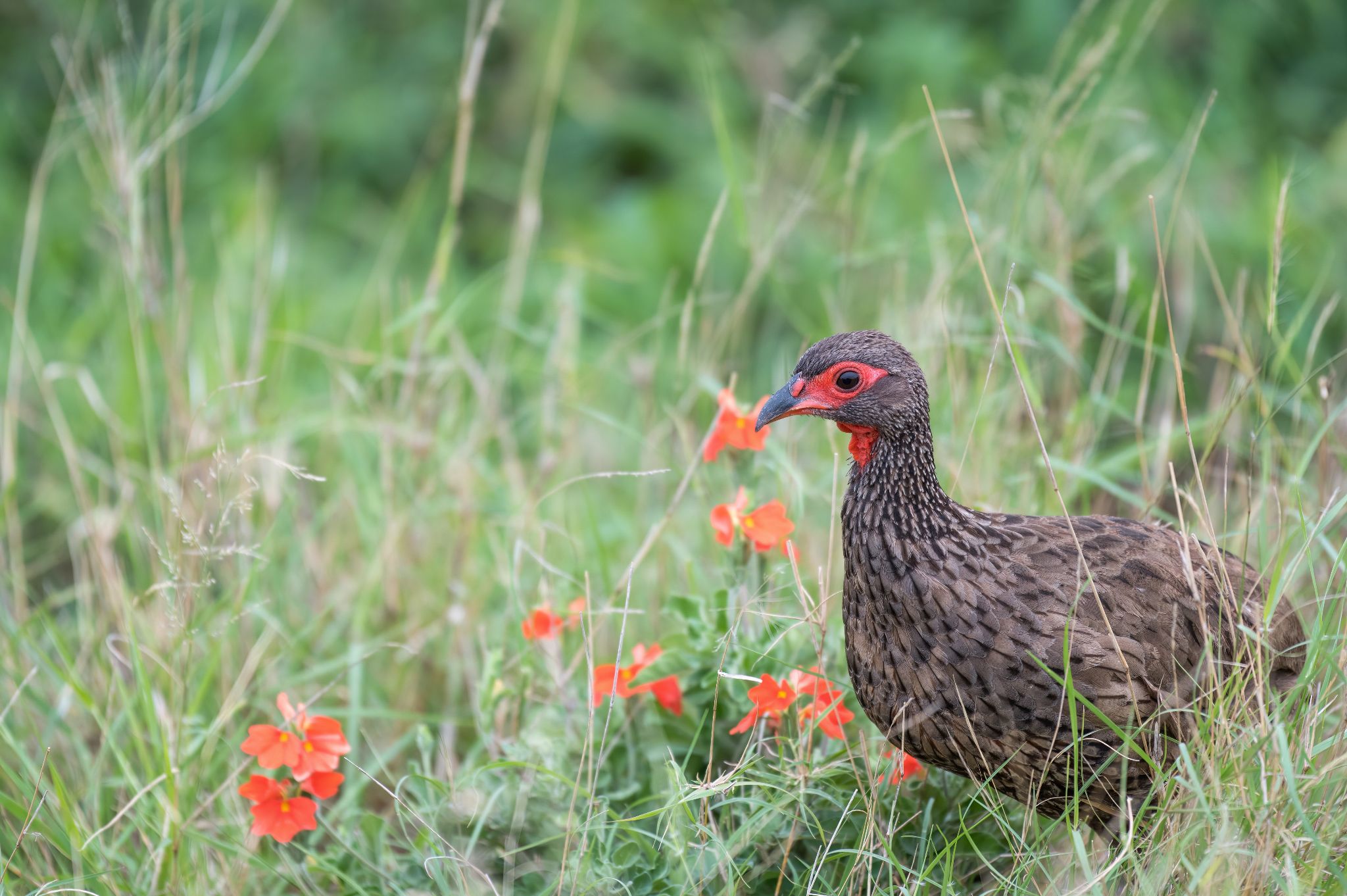 Swainsons Frankolin Swainsons Spurfowl (Pternistis swainsonii)